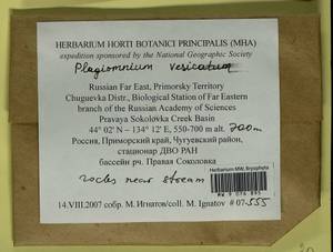 Plagiomnium vesicatum (Besch.) T.J. Kop., Bryophytes, Bryophytes - Russian Far East (excl. Chukotka & Kamchatka) (B20) (Russia)