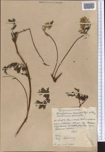 Hedysarum semenovii Regel & Herder, Middle Asia, Western Tian Shan & Karatau (M3) (Kyrgyzstan)