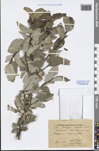 Elaeagnus commutata Bernh. ex Rydb., Siberia, Altai & Sayany Mountains (S2) (Russia)