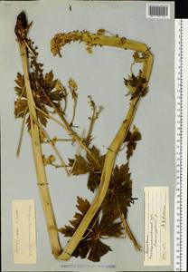 Aconitum lycoctonum subsp. lasiostomum (Rchb.) Warncke, Eastern Europe, South Ukrainian region (E12) (Ukraine)