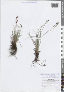 Carex supina Willd. ex Wahlenb., Eastern Europe, Middle Volga region (E8) (Russia)