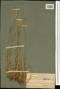 Koeleria pyramidata (Lam.) P.Beauv., Caucasus, Azerbaijan (K6) (Azerbaijan)