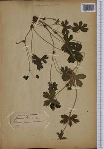 Geranium phaeum L., Western Europe (EUR) (Czech Republic)