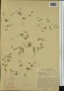 Hypertelis cerviana (L.) Thulin, Western Europe (EUR) (Italy)