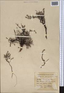 Polygonum paronychioides C. A. Mey., Middle Asia, Pamir & Pamiro-Alai (M2) (Kyrgyzstan)