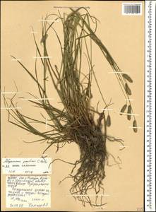 Alopecurus ponticus K.Koch, Caucasus, North Ossetia, Ingushetia & Chechnya (K1c) (Russia)