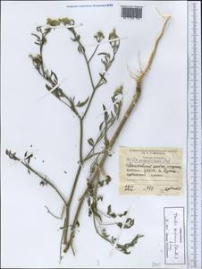Torilis arvensis (Huds.) Link, Middle Asia, Western Tian Shan & Karatau (M3) (Tajikistan)