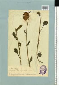 Leucanthemum vulgare Lam., Eastern Europe, Estonia (E2c) (Estonia)
