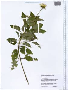 Heliopsis helianthoides (L.) Sw., Eastern Europe, Moscow region (E4a) (Russia)