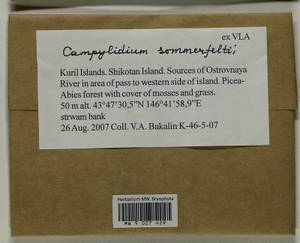 Campylophyllopsis sommerfeltii (Myrin) Ochyra, Bryophytes, Bryophytes - Russian Far East (excl. Chukotka & Kamchatka) (B20) (Russia)