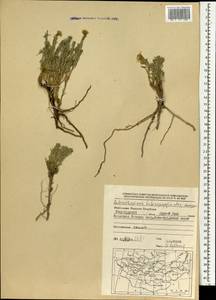 Asterothamnus heteropappoides Novopokr., Mongolia (MONG) (Mongolia)