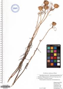 SMR001853, Fritillaria ruthenica Wikstr., Eastern Europe, Eastern region (E10) (Russia)