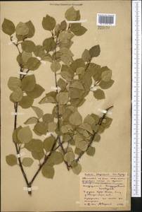 Betula tianschanica Rupr., Middle Asia, Northern & Central Kazakhstan (M10) (Kazakhstan)
