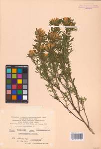 Chamaecytisus austriacus (L.) Link, Eastern Europe, South Ukrainian region (E12) (Russia)