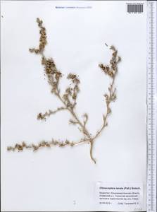 Climacoptera lanata (Pall.) Botsch., Middle Asia, Syr-Darian deserts & Kyzylkum (M7) (Kazakhstan)