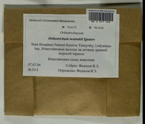 Lewinskya iwatsukii (Ignatov) F. Lara, Garilleti & Goffinet, Bryophytes, Bryophytes - Krasnoyarsk Krai, Tyva & Khakassia (B17) (Russia)