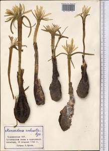 Colchicum robustum (Bunge) Stef., Middle Asia, Karakum (M6) (Turkmenistan)