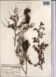 Prosopis farcta (Banks & Sol.)J.F.Macbr., Middle Asia, Karakum (M6) (Turkmenistan)