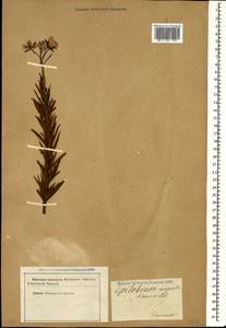 Chamaenerion dodonaei (Vill.) Schur ex Fuss., Caucasus (no precise locality) (K0)