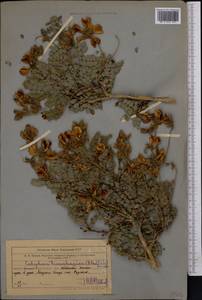Calophaca tianschanica (B.Fedtsch.)Boriss., Middle Asia, Western Tian Shan & Karatau (M3) (Uzbekistan)