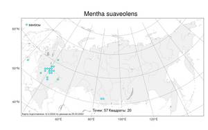 Mentha suaveolens Ehrh., Atlas of the Russian Flora (FLORUS) (Russia)