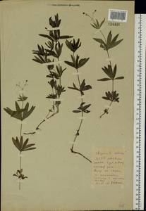 Galium odoratum (L.) Scop., Eastern Europe, Belarus (E3a) (Belarus)