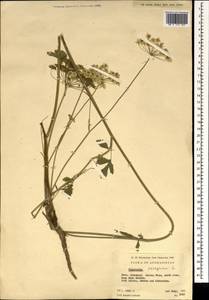 Pimpinella peregrina L., South Asia, South Asia (Asia outside ex-Soviet states and Mongolia) (ASIA) (Afghanistan)