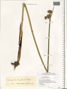 Schoenoplectus triqueter (L.) Palla, Eastern Europe, Lower Volga region (E9) (Russia)