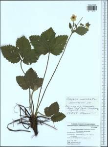 Fragaria moschata Duchesne, Eastern Europe, Central region (E4) (Russia)