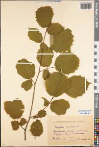 Corylus avellana L., Eastern Europe, Moscow region (E4a) (Russia)