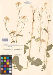 Brassica rapa subsp. sylvestris (L.) Janch., Eastern Europe, Moscow region (E4a) (Russia)