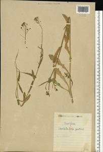 Capsella bursa-pastoris (L.) Medik., Eastern Europe, North Ukrainian region (E11) (Ukraine)