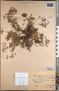 Potentilla humifusa Willd. ex D.F.K.Schltdl., Middle Asia, Northern & Central Kazakhstan (M10) (Kazakhstan)
