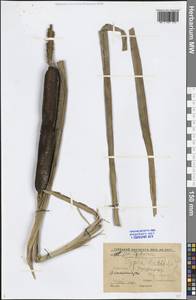 Typha latifolia L., Siberia, Altai & Sayany Mountains (S2) (Russia)