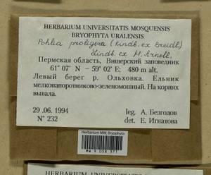 Pohlia proligera (Kindb. ex Breidl.) Lindb. ex Arnell, Bryophytes, Bryophytes - Permsky Krai, Udmurt Republic, Sverdlovsk & Kirov Oblasts (B8) (Russia)