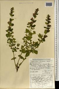 Nepeta lophanthus (L.) Fisch. ex Loew, Mongolia (MONG) (Mongolia)