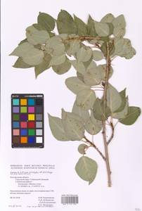 Populus tremuloides Michx., Eastern Europe, Central forest-and-steppe region (E6) (Russia)