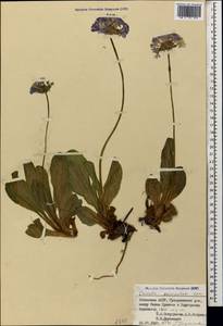 Primula auriculata Lam., Caucasus, Abkhazia (K4a) (Abkhazia)