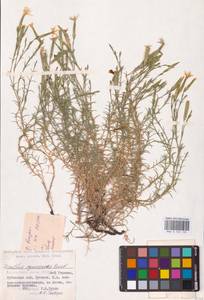 Dianthus squarrosus M.Bieb., Eastern Europe, North Ukrainian region (E11) (Ukraine)