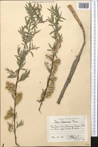 Salix capusii Franch., Middle Asia, Western Tian Shan & Karatau (M3) (Uzbekistan)