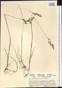 Poa lanata Scribn. & Merr., Siberia, Chukotka & Kamchatka (S7) (Russia)