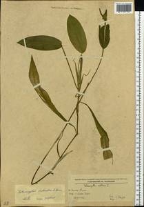 Potamogeton distinctus A.Benn., Siberia, Russian Far East (S6) (Russia)