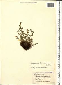 Hypericum formosissimum Takht., Caucasus, Armenia (K5) (Armenia)