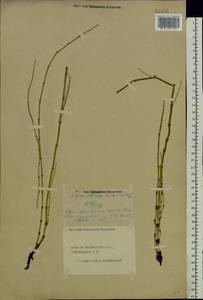 Equisetum fluviatile L., Eastern Europe, Central forest region (E5) (Russia)