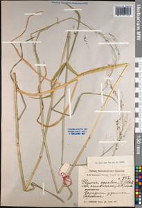 Glyceria arundinacea Kunth, Siberia, Western Siberia (S1) (Russia)