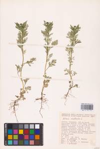 Adonis aestivalis L., Eastern Europe, Lower Volga region (E9) (Russia)