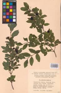 Lonicera nigra L., Eastern Europe, West Ukrainian region (E13) (Ukraine)