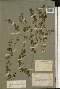 Lotus corniculatus L., Middle Asia, Caspian Ustyurt & Northern Aralia (M8) (Kazakhstan)