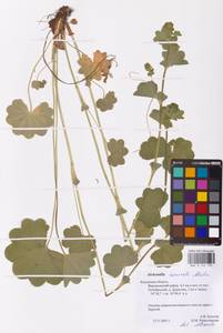 Alchemilla nemoralis Alechin, Eastern Europe, Central region (E4) (Russia)