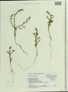 Salsola collina Pall., Eastern Europe, Central region (E4) (Russia)